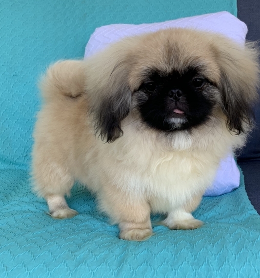 pekingese breeders