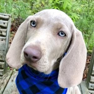 Axil Weimaraner Puppy 598936 Puppyspot