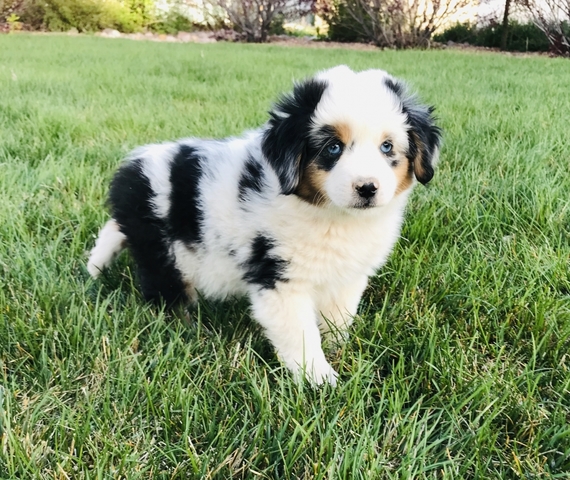 australian shepherd teddy