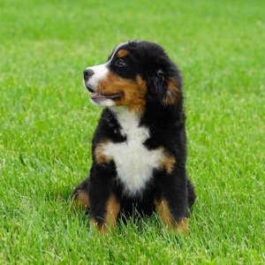 bernese mountain dog playing