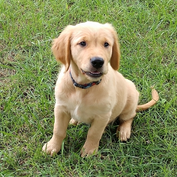Ripley, a Golden Female Golden Retriever Puppy 601146 PuppySpot