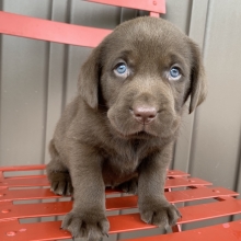 blue lab puppies