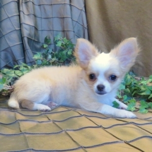 best wormer for chihuahua puppies