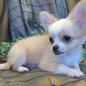 best wormer for chihuahua puppies