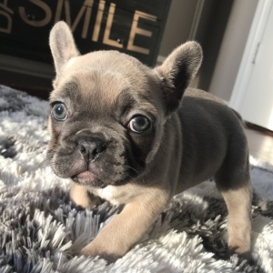 Victoria A Blue Fawn Female French Bulldog Puppy 603226 Puppyspot Victoria A Blue Fawn Female French Bulldog Puppy 603226 Puppyspot