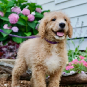 goldendoodle puppies under 500