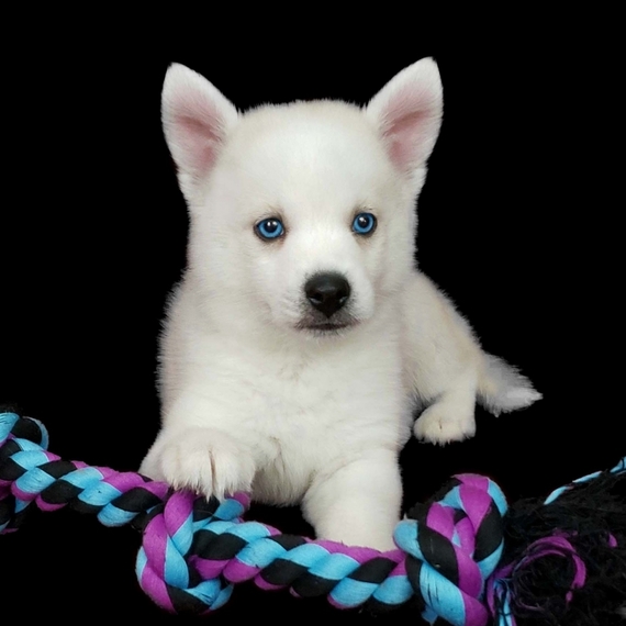 patterdale terrier puppies for sale near me