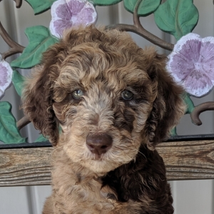 chocolate merle goldendoodle
