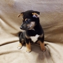 Rio Shiba Inu Puppy