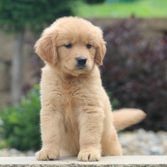 Caesar A Golden Male Golden Retriever Puppy 607386 Puppyspot