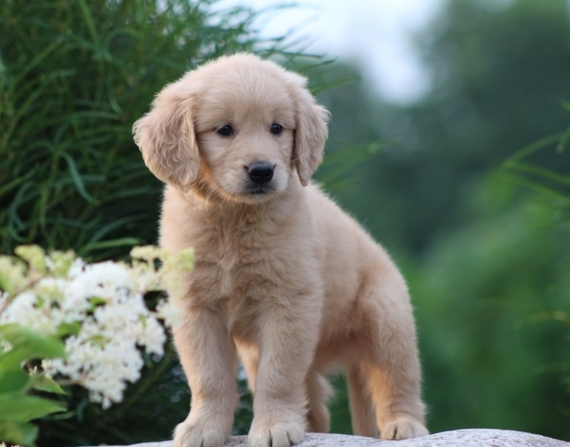 Ace A Golden Male Golden Retriever Puppy 607456 Puppyspot