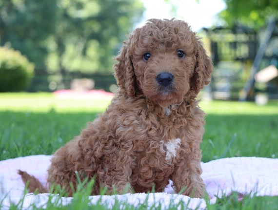 houston golden doodle