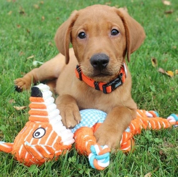 Aspen Labrador Retriever Puppy 608896 PuppySpot