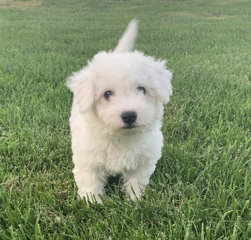 bichon purebred