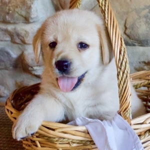 Romeo Labrador Retriever Puppy 609126 Puppyspot Romeo Labrador Retriever Puppy 609126