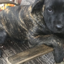 Kevin Cane Corso Puppy