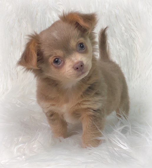 Cardi Chihuahua Puppy Puppyspot