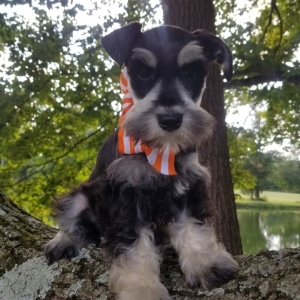 silver giant schnauzer