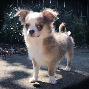 fawn colored chihuahua