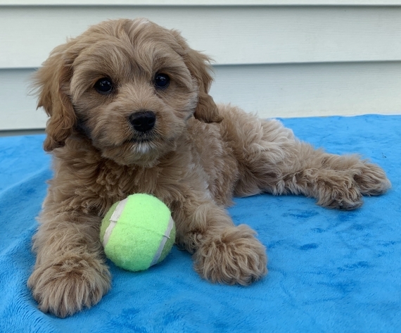 ruby cavapoo