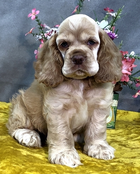 little cocker spaniel
