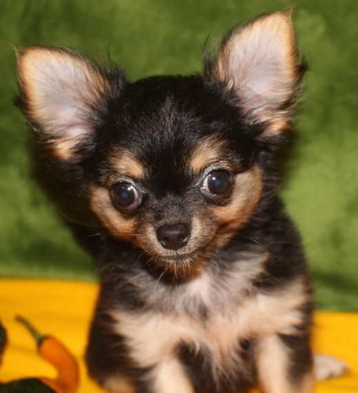 Silken Wisp Chihuahua Puppy 612986 Puppyspot