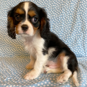 tri color cavalier king charles spaniel puppy