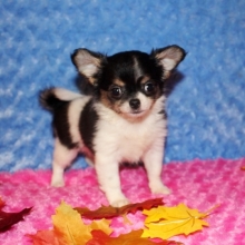 Hope Chihuahua Puppy 616166 Puppyspot