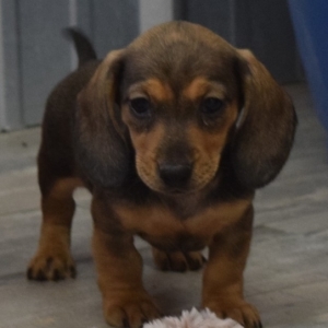 Kallie Dachshund Puppy 616516 Puppyspot