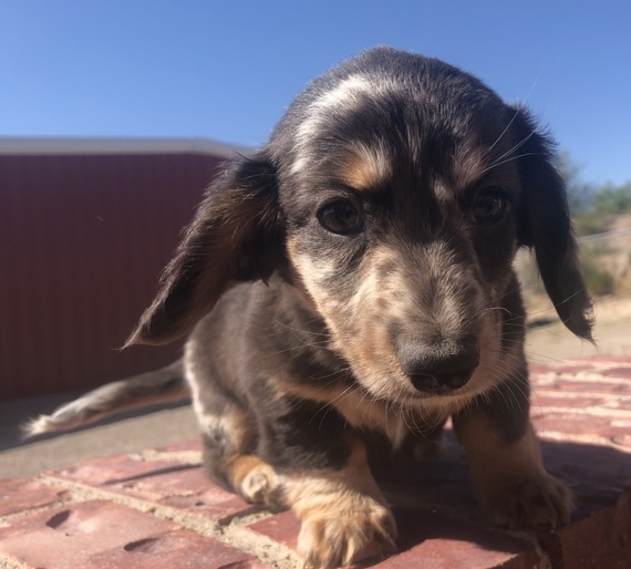 chocolate weenie dog