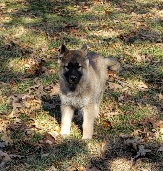 Kenya, a Sable Female German Shepherd Dog Puppy 617306 PuppySpot