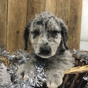 blue heeler labradoodle mix