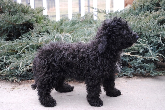 josh the goldendoodle