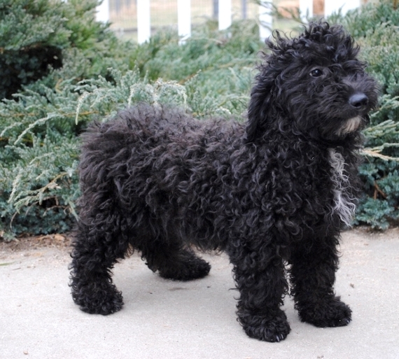 josh the goldendoodle