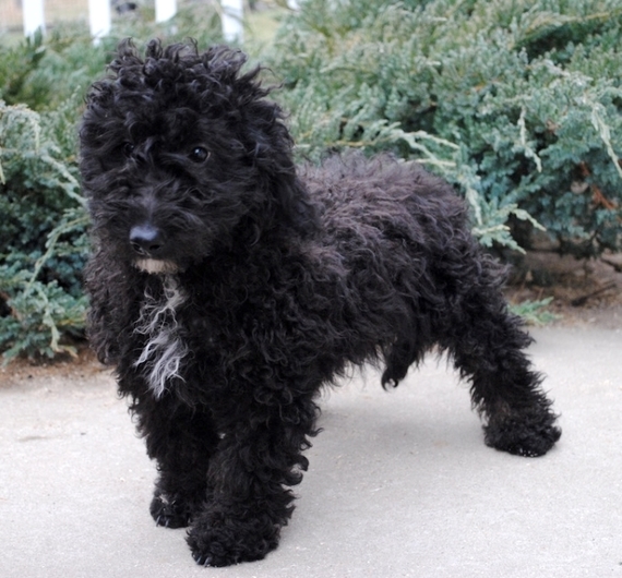 josh the goldendoodle