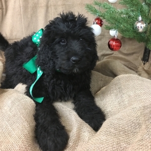 sable bernedoodle for sale