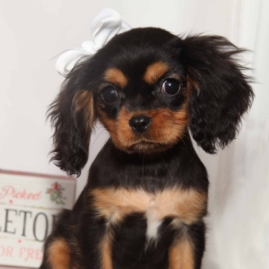 puppyspot cavalier king charles spaniel