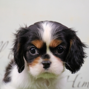 puppyspot cavalier king charles spaniel