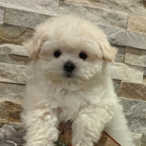 Heaven Maltipoo Puppy 623006 Puppyspot