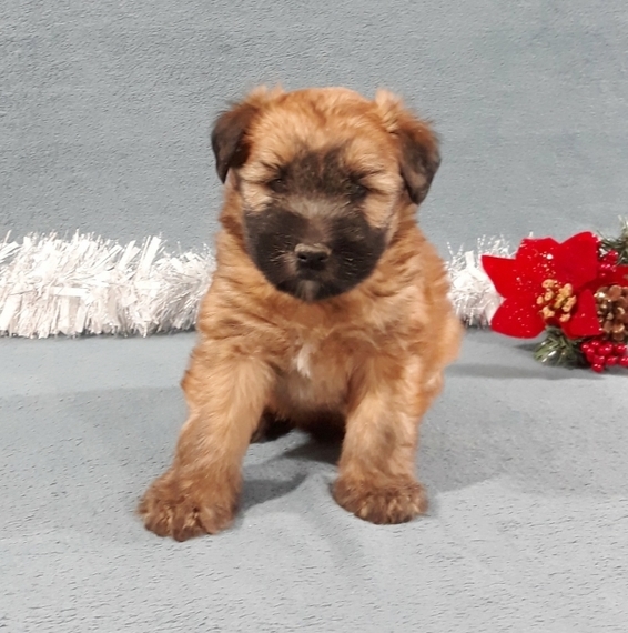 soft coated wheaten terrier stuffed animal