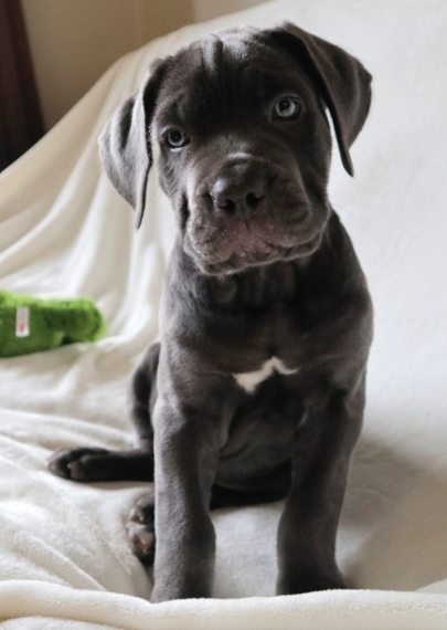 9 Best Cane Corso Puppies Images Cane Corso Puppies Cane