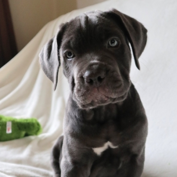 Cane Corso Puppy
