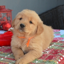 Puppies Sold In Alaska Puppyspot