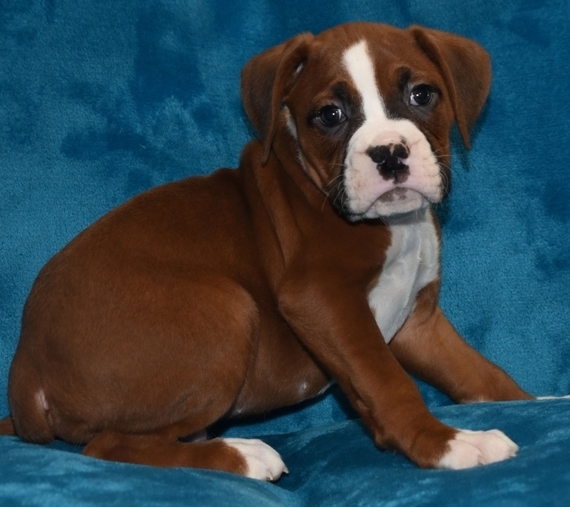 Rocky, a Fawn Male Boxer Puppy 627196 PuppySpot