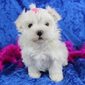 royal canin ultamino cat