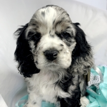 Tito Cocker Spaniel Puppy 628836 Puppyspot