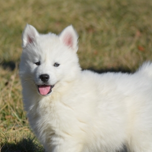 long haired white husky