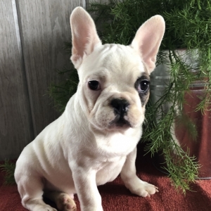 Mr Ice A White Fawn Male French Bulldog Puppy 629846 Puppyspot Mr Ice A White Fawn Male French Bulldog Puppy 629846 Puppyspot