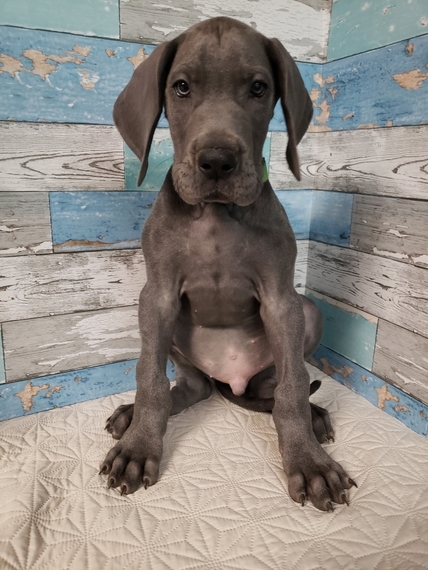 Scooby Great Dane Puppy 630126 Puppyspot