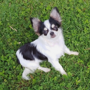 black long haired chihuahua puppy